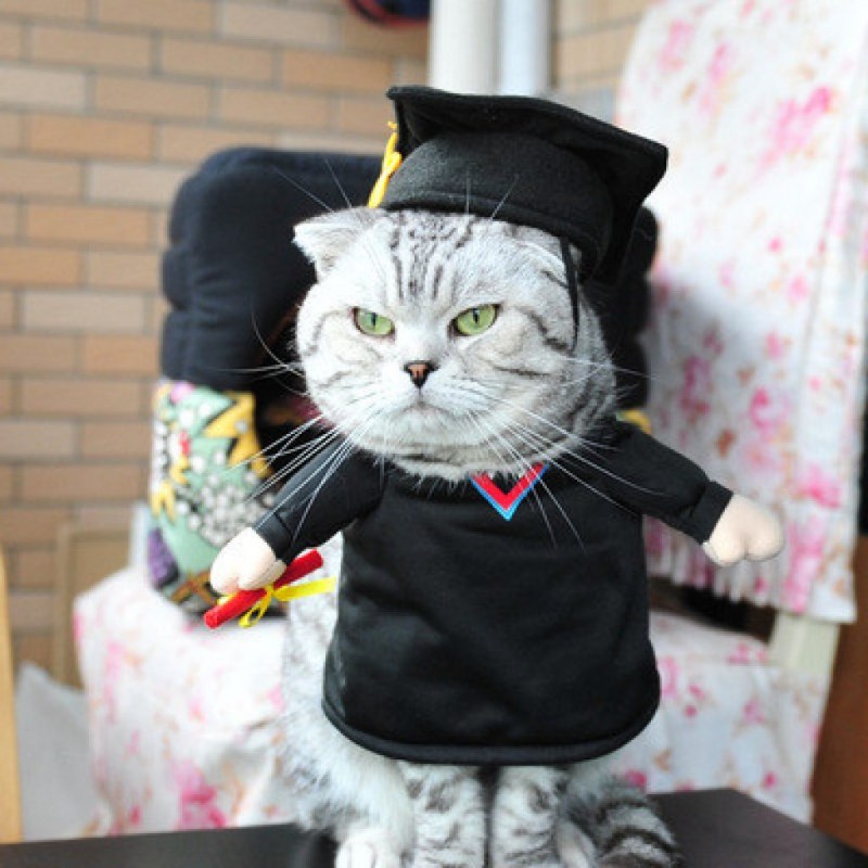 Костюмы для котиков