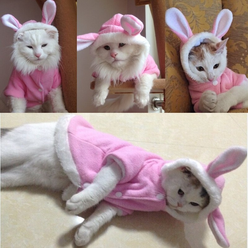 Котята в одежде