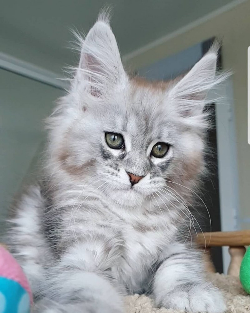 Серебристый кот Мейн кун