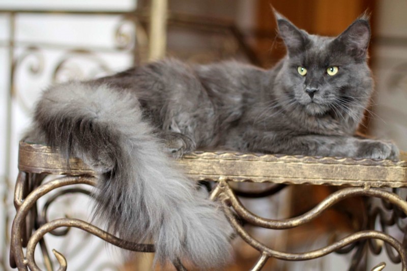 Котята Мейн кун Тюмень