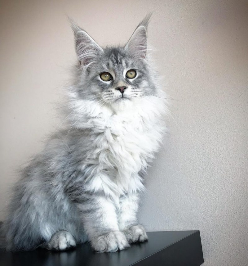 Кот Мейн кун серый