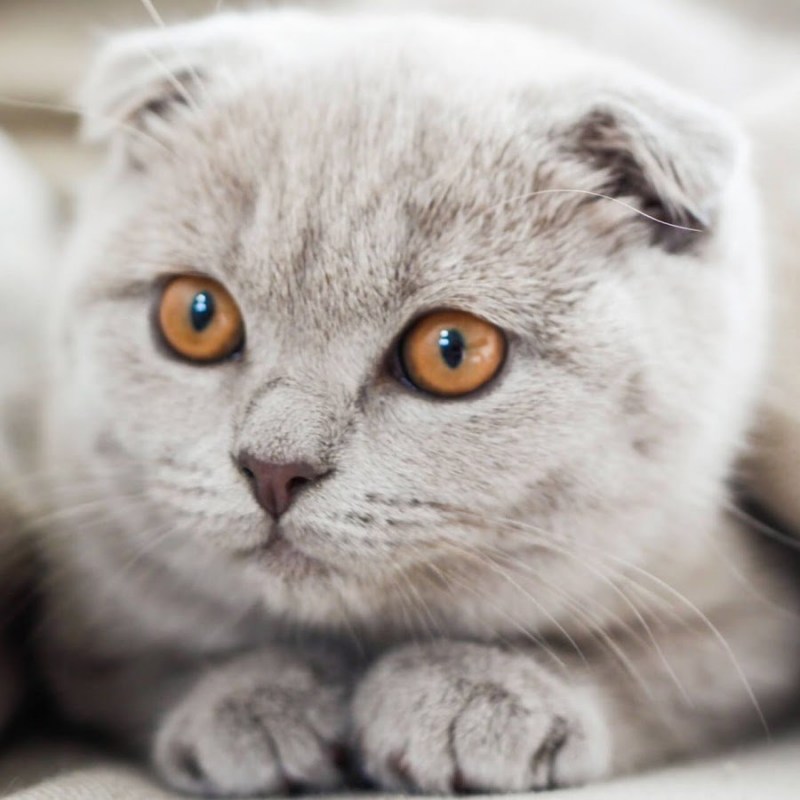 Шотландская вислоухая кошка белая