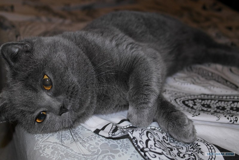 Шотландская кошка нос стандарт