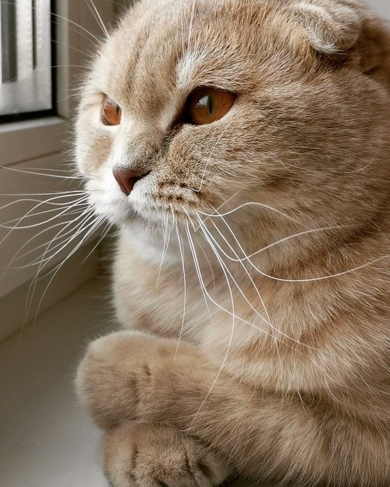 Шотландская вислоухая кошка полосатая серая
