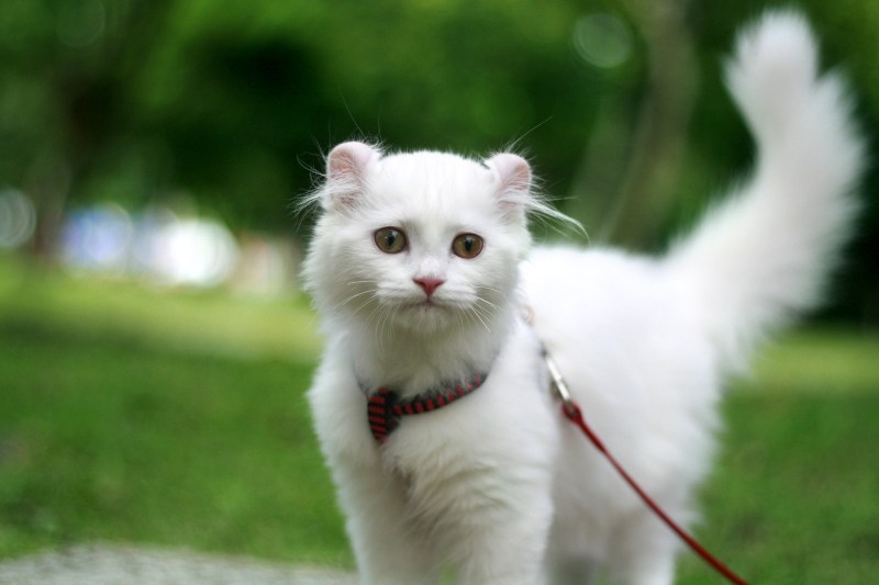 Кошки с круглыми ушами