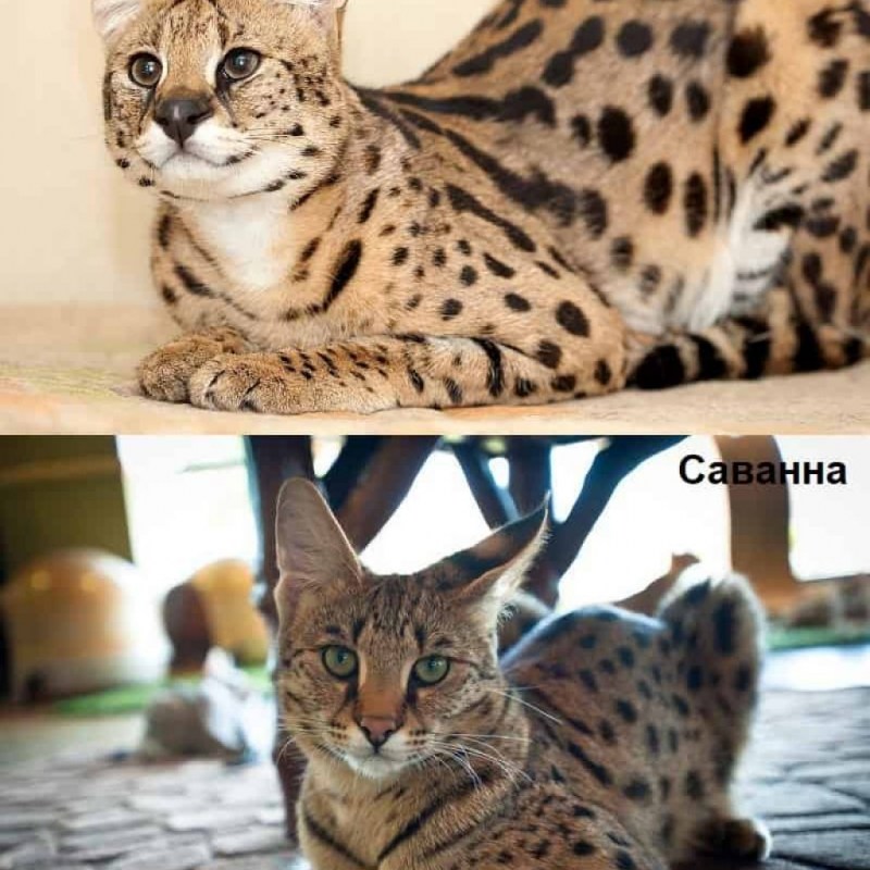 Американский кёрл короткошёрстный