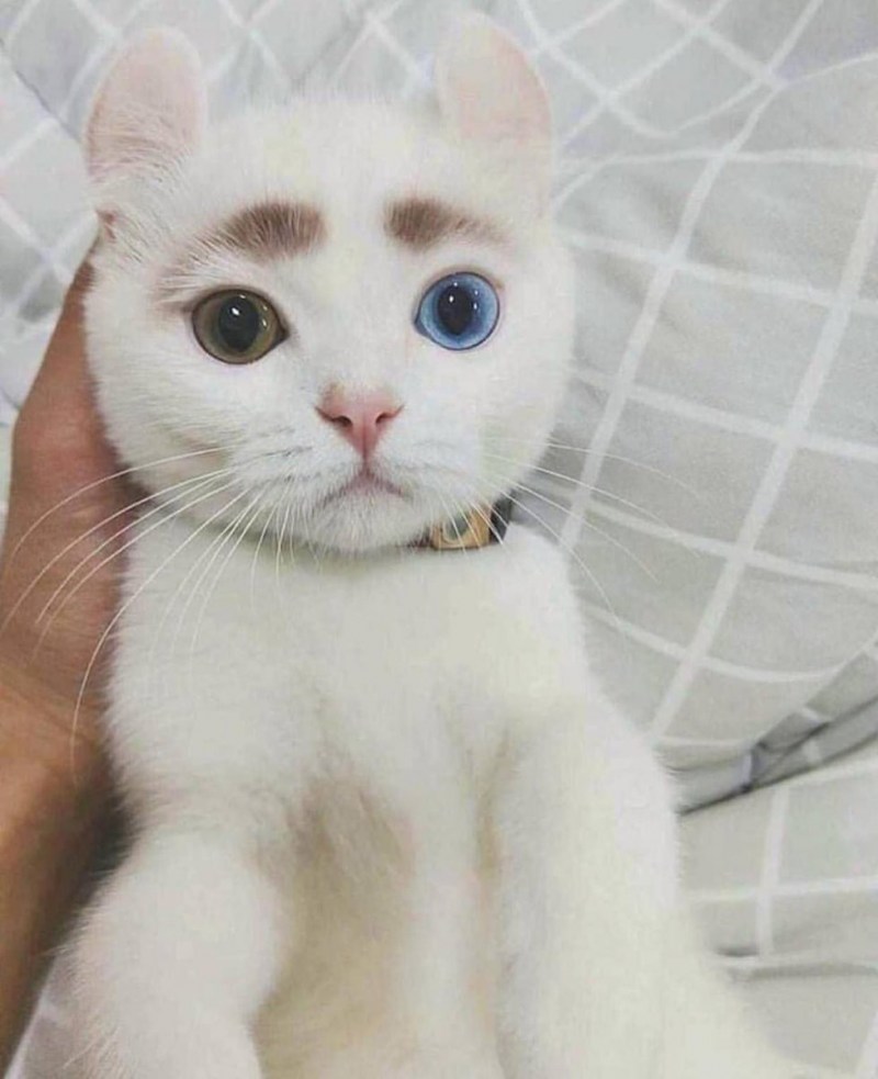 Котята породы кинкалоу