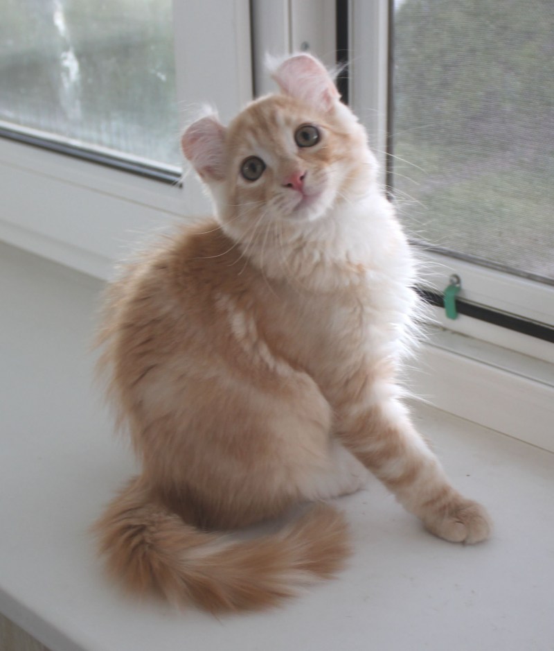 Кот с круглыми ушами