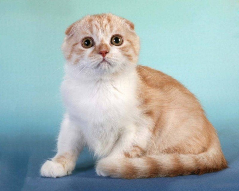 Кот йода с 4 ушами