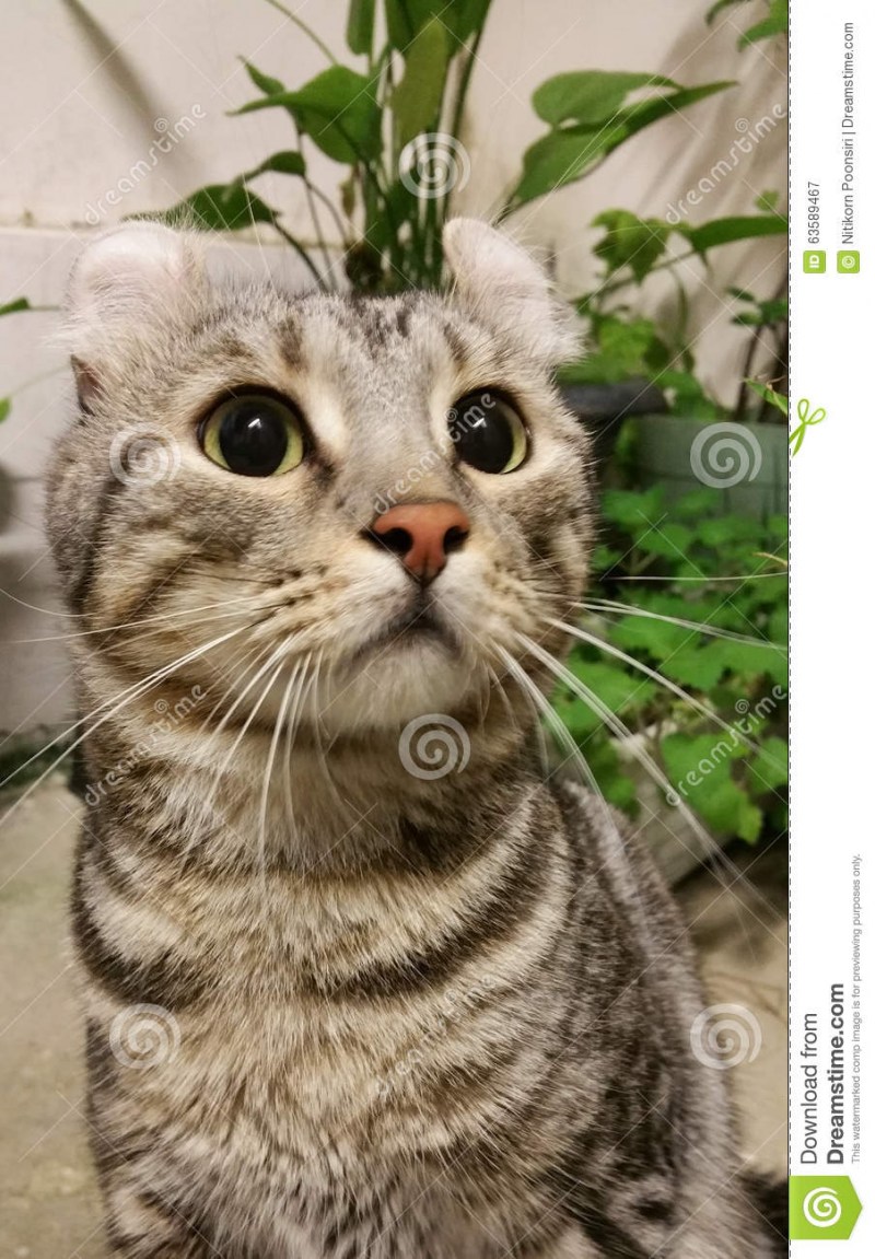 Кот йода с 4 ушами