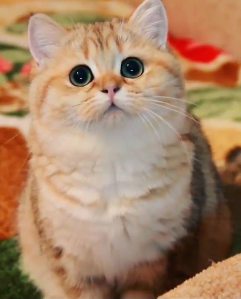 Кошка похожая на игрушку