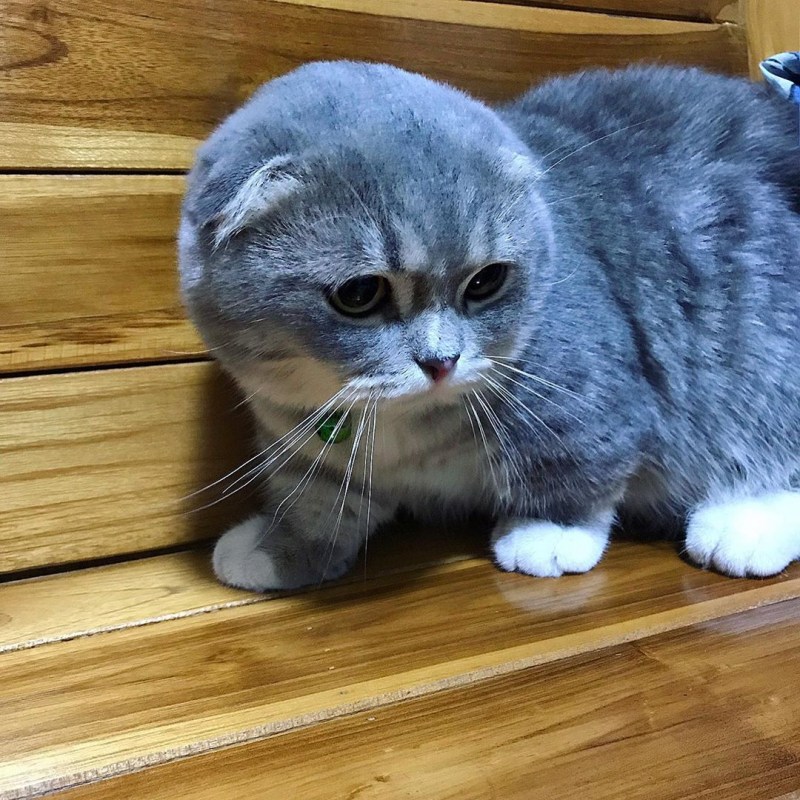 Кот Ориентал рыжий