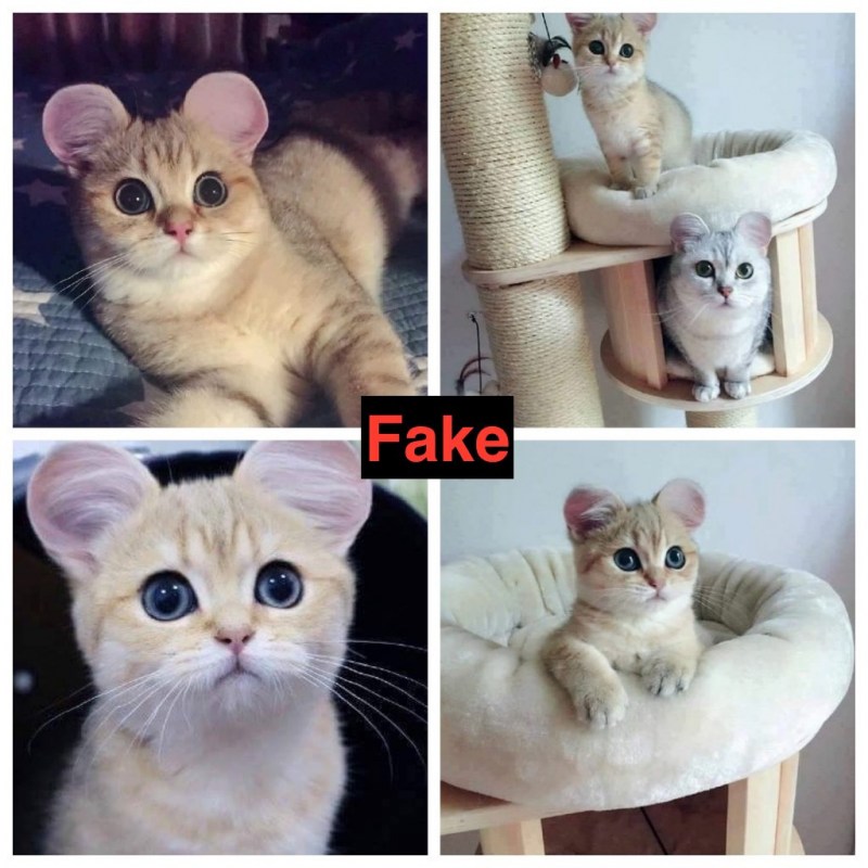 Манчкин кинкалоу котенок