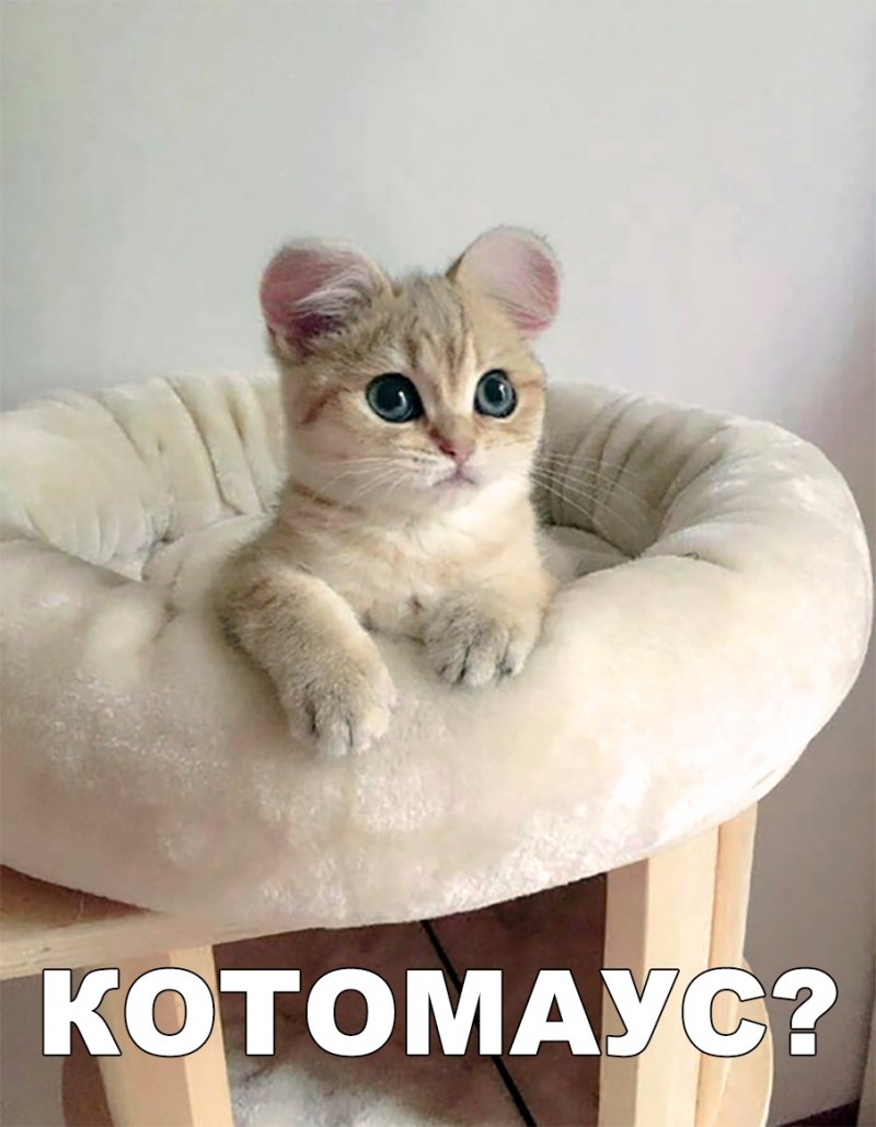Косщки с круглыми ушами
