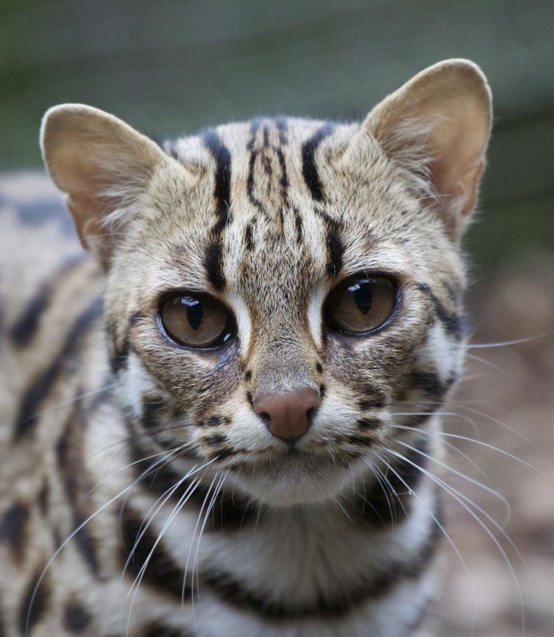 Редкий кот