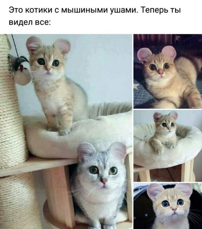 Манчкин шиншилла