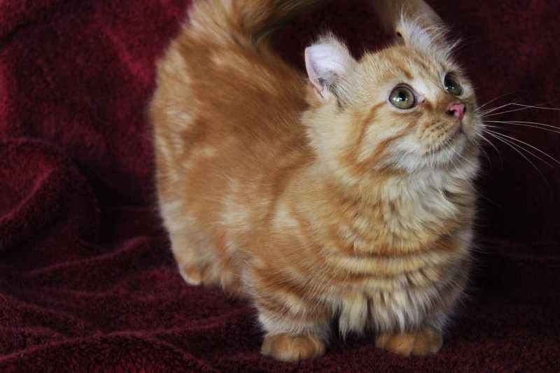 Милые черные коты