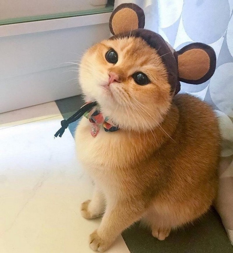 Американский керл уши