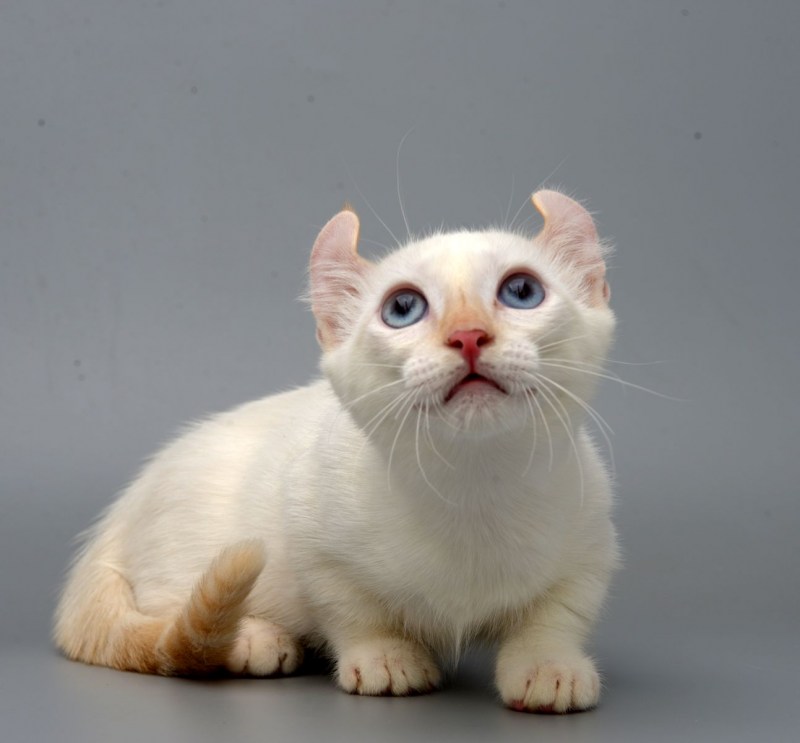 Американский кёрл котенок