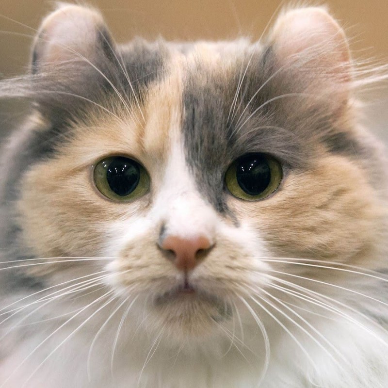 Американский кёрл короткошёрстный котенок