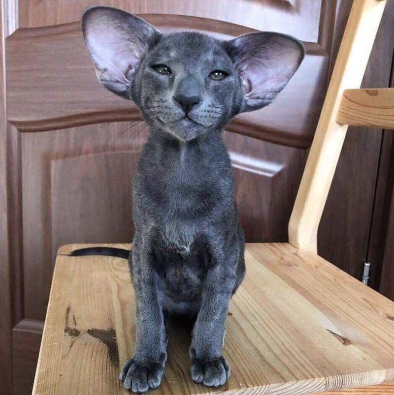 Котята породы кинкалоу