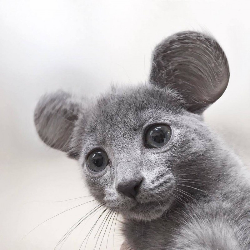 Кошки с круглыми ушами