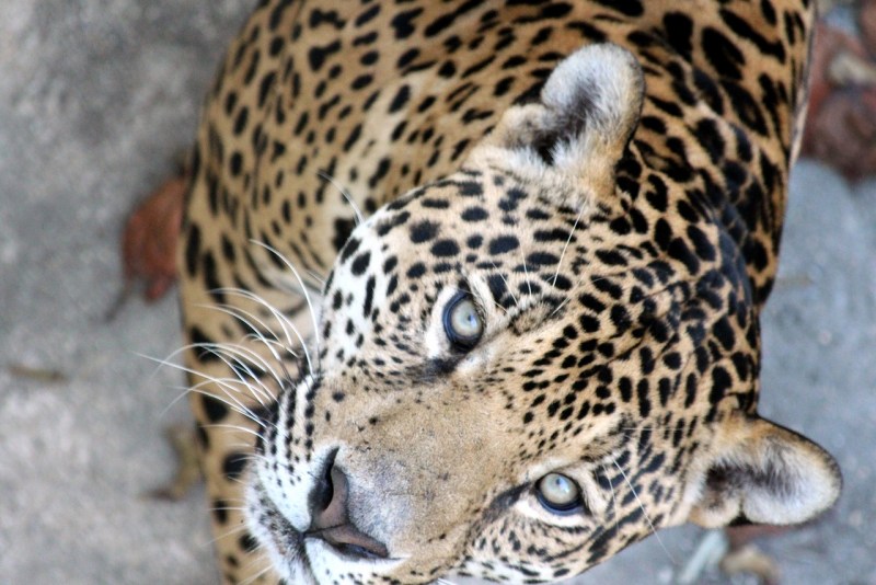 Дальневосточный леопард (Panthera pardus orientalis)