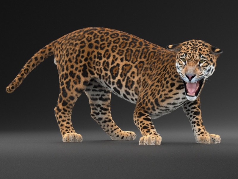 Amur Leopard