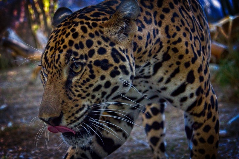 Panthera zdanskyi