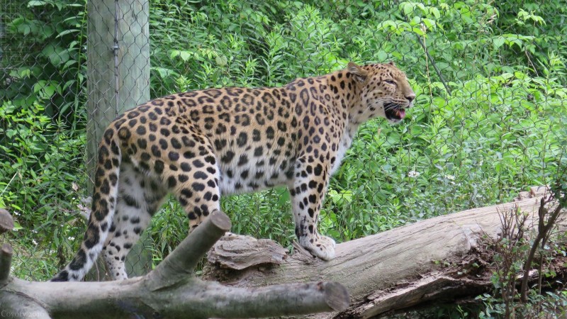 Берберийский леопард