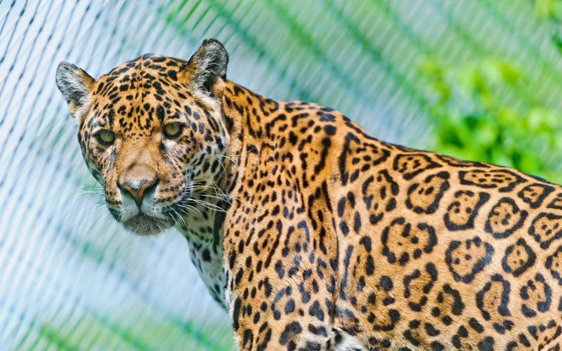 Ягуар / le Jaguar / 1996