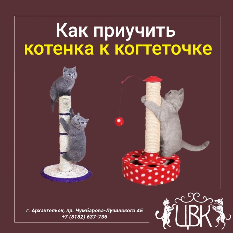 Приучаем котенка к когтеточке