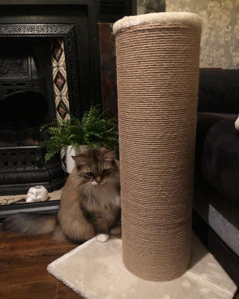 Приучаем котенка к когтеточке