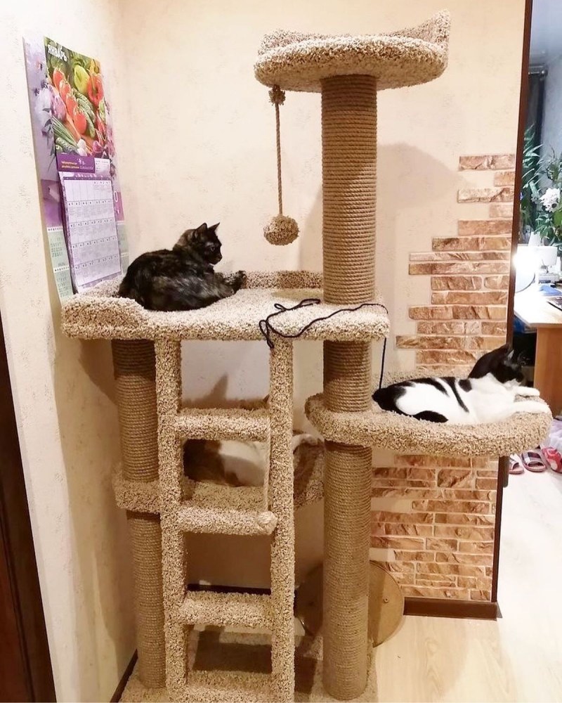 Кошка точит когти