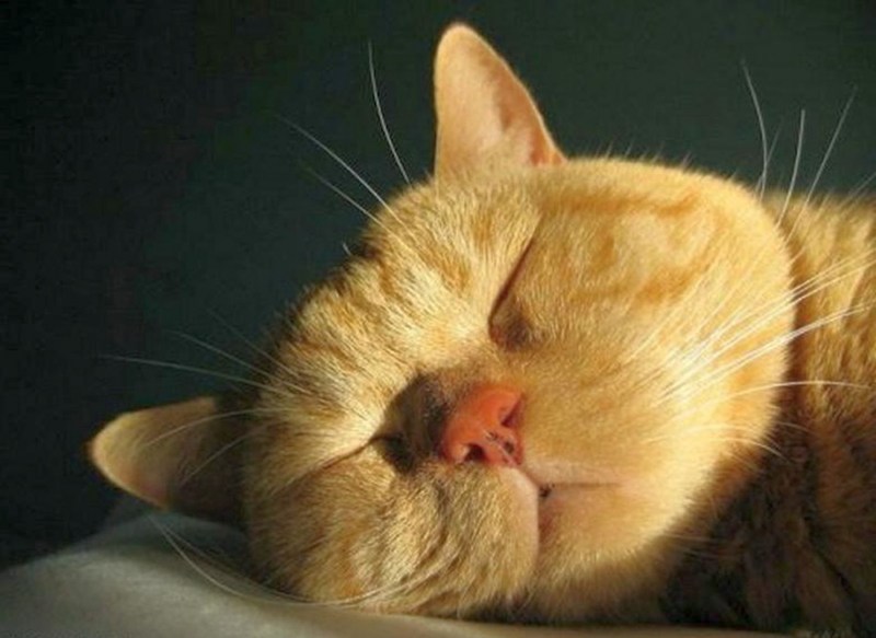 Коты спящие смешно