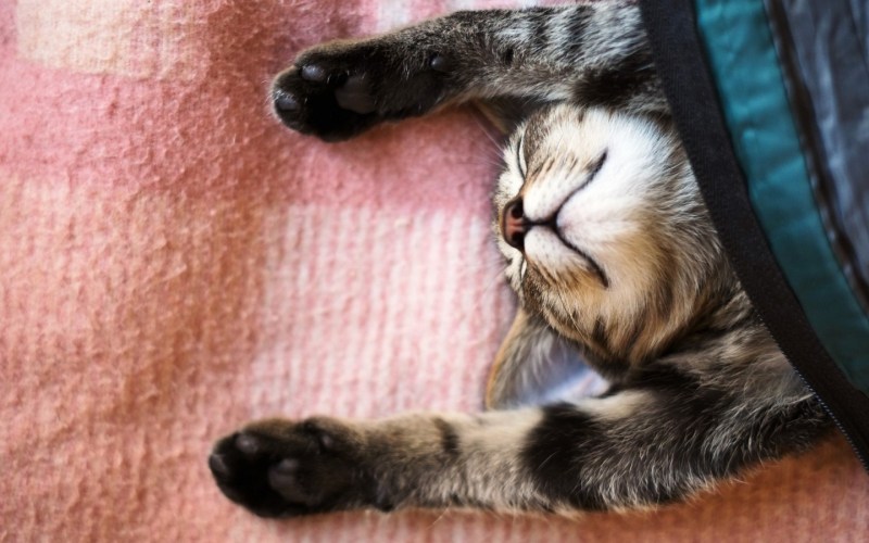 Смешные котики спят