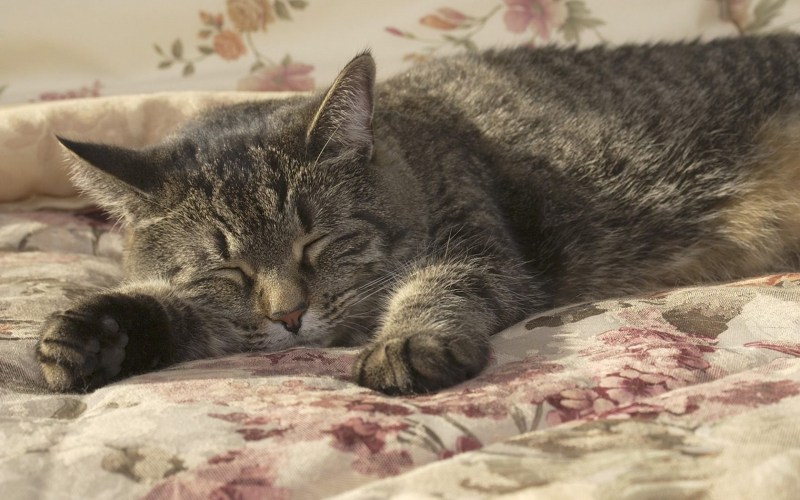 Кошка спит
