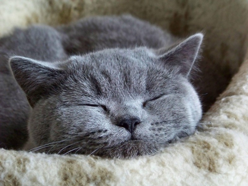 Спящий кот