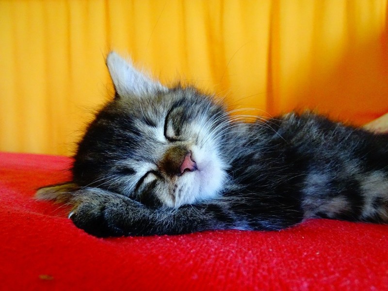 Спящий котенок
