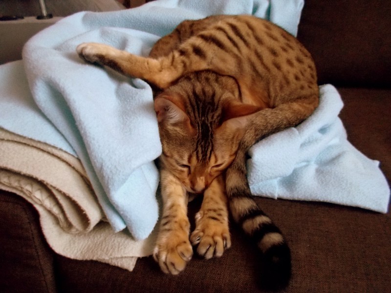 Кот спит