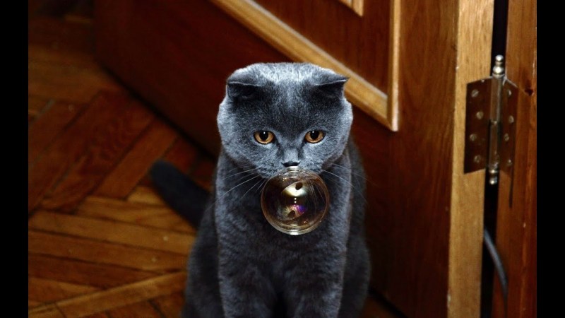Приколы с британскими котами