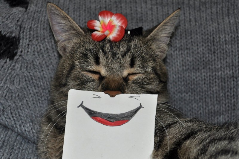 Еда для котов