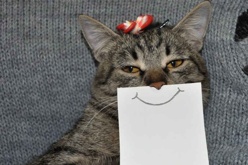 Котики для поднятия настроения