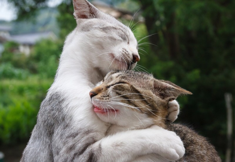 Влюбленные котики
