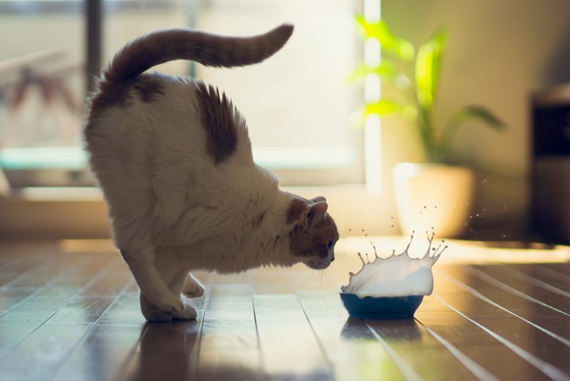 Позитивный котик