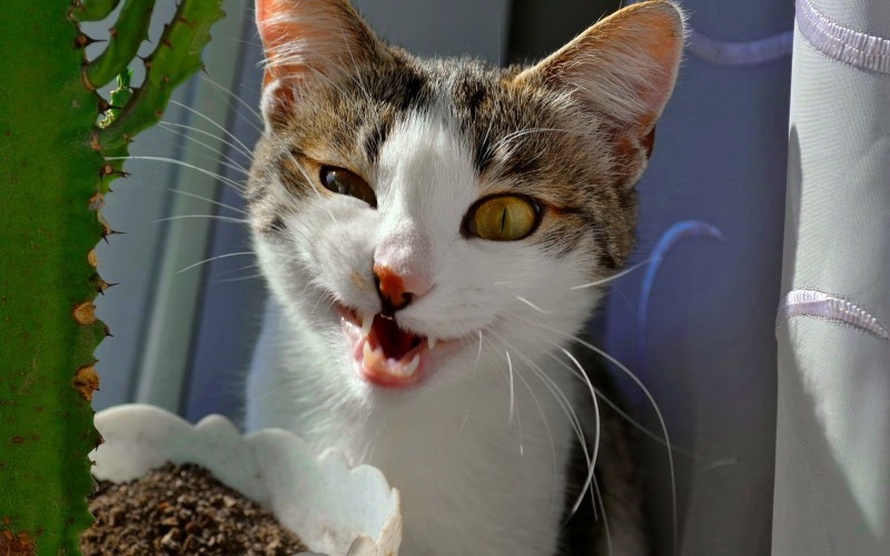 Позитивный котик