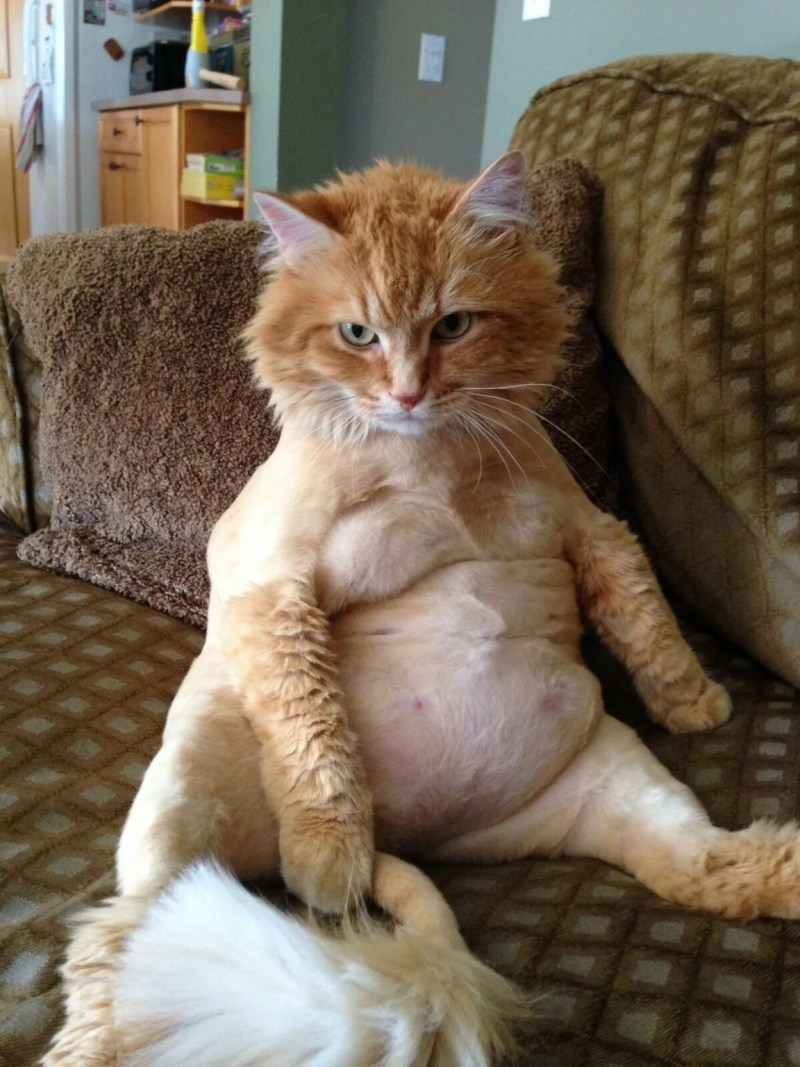 Смешные котики