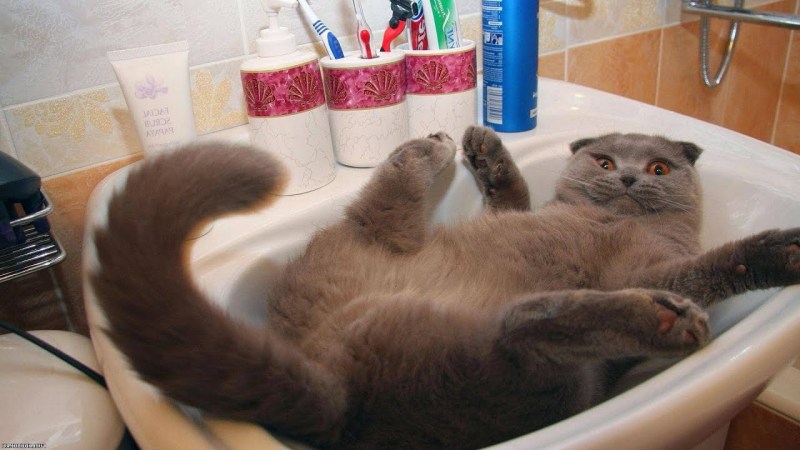 Кот в джакузи