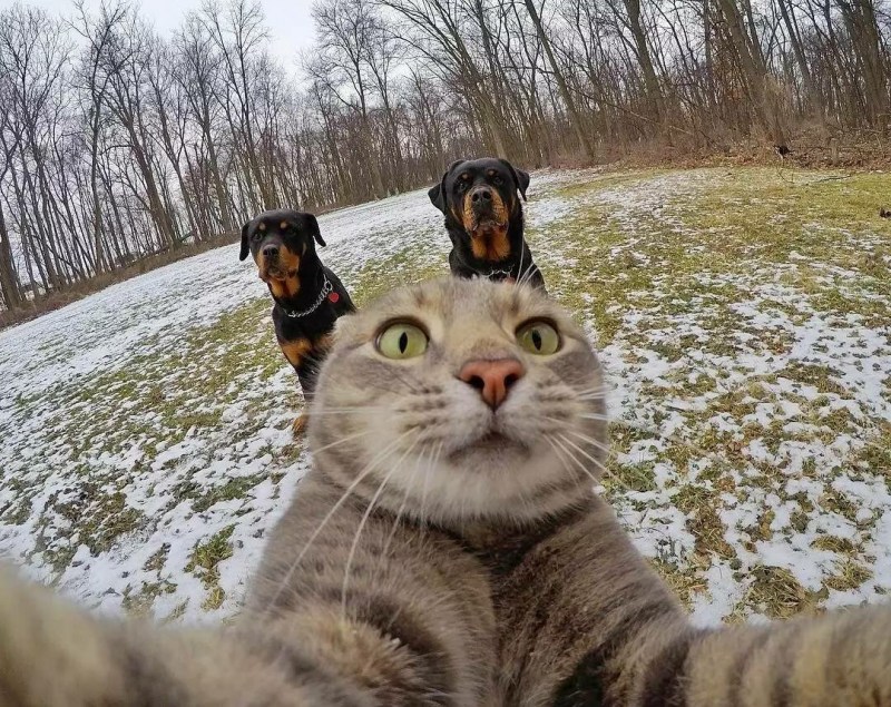 Спящий кот юмор