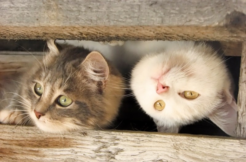 Любопытный котенок